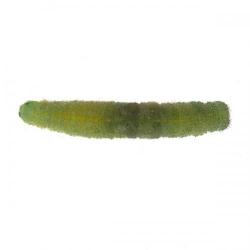 Pieris rapae, plaga