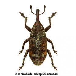 Pissodes castaneus, plaga