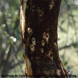 Pissodes castaneus, plaga