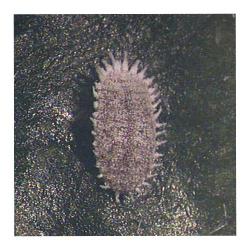 Planococcus  citri (= Pseudococcus citri), plaga