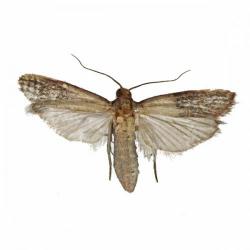 Plodia interpunctella, plaga