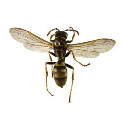 Polistes gallicus, Vespula germanica, plaga