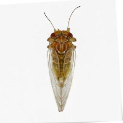 Cacopsylla pyri, Psylla pyri, plaga