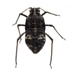 Pterochloroides persicae, plaga