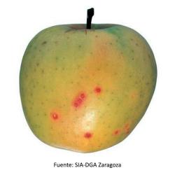 Quadraspidiotus perniciosus, plaga