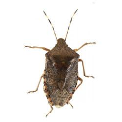 Rhaphigaster nebulosa, plaga