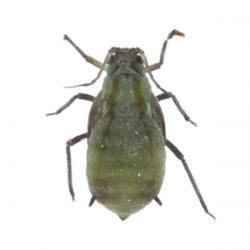Rhopalosiphum maidis, plaga
