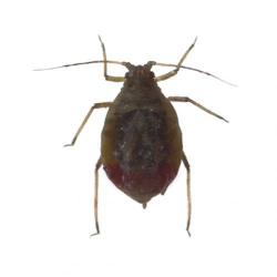 Rhopalosiphum padi, plaga