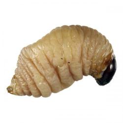 Rhynchophorus ferrugineus, plaga