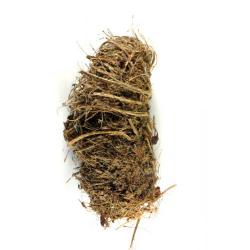 Rhynchophorus ferrugineus, plaga