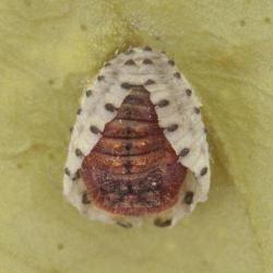 Rodolia cardinalis (=Novius cardinalis), plaga