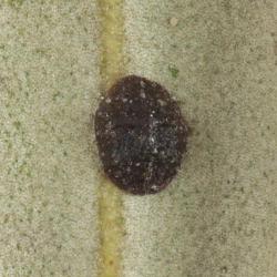 Saissetia oleae, plaga