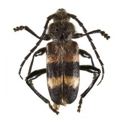 Semanotus laurasi, plaga