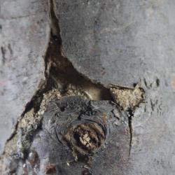 Semanotus laurasi, plaga