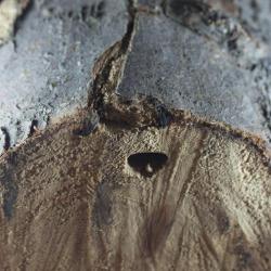 Semanotus laurasi, plaga