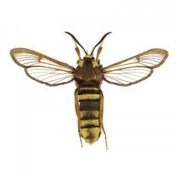 Sesia apiformis, plaga