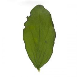 Sitona lineatus, plaga