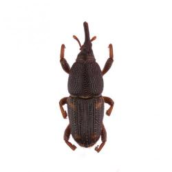 Sitophilus oryzae, plaga