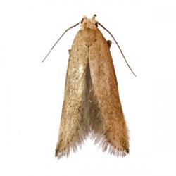 Sitotroga cerealella, plaga