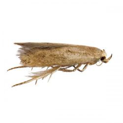 Sitotroga cerealella, plaga