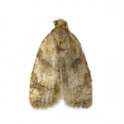 Sparganothis pilleriana, plaga