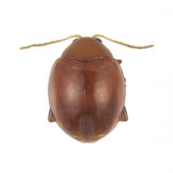 Sphaeroderma rubidum, plaga