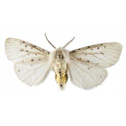 Spilosoma lubricipeda, plaga