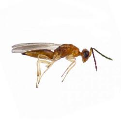Stenomesius sp., plaga