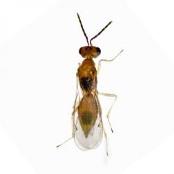 Stenomesius sp., plaga