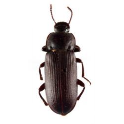 Tenebrio molitor, plaga