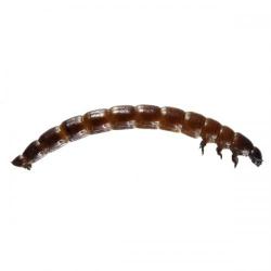 Tenebrio molitor, plaga
