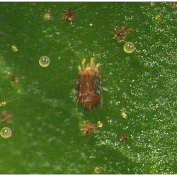 Tetranychus urticae, plaga