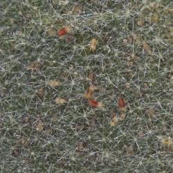 Tetranychus urticae, plaga