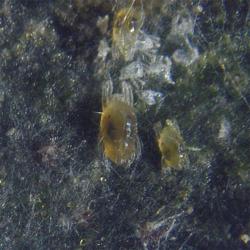 Tetranychus urticae, plaga