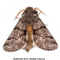 Thaumetopoea pityocampa, plaga