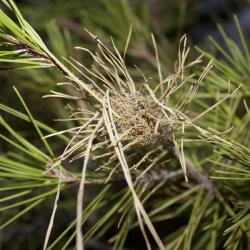 Thaumetopoea pityocampa, plaga