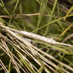 Thaumetopoea pityocampa, plaga