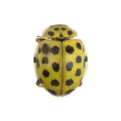 Thea vigintiduopunctata, plaga