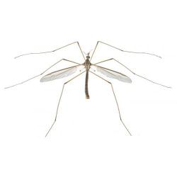 Tipula sp., plaga