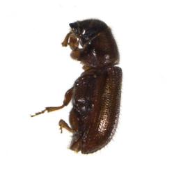 Scolytus spp., Tomicus spp., Ips spp., plaga