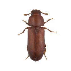Tribolium castaneum, plaga