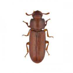 Tribolium confusum, plaga