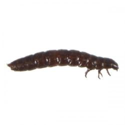 Tribolium castaneum, plaga