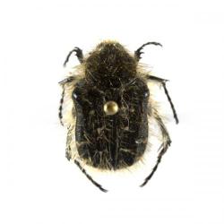 Tropinota (=Epicometis) spp.; T. hirta, T. squalida, plaga