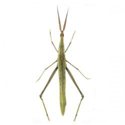 Truxalis nasuta, plaga