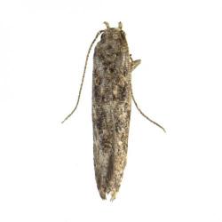 Tuta absoluta, plaga