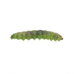 Tuta absoluta, plaga