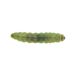 Tuta absoluta, plaga