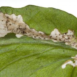 Tuta absoluta, plaga