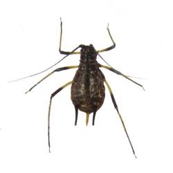 Uroleucon sonchi, plaga